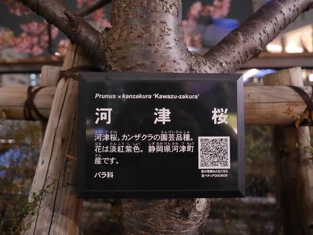 河津桜の標識