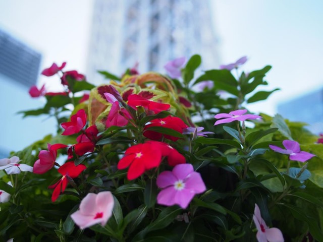 スカイツリー下の花かご