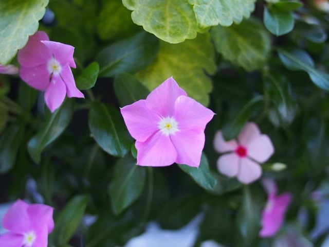 風車みたいな花