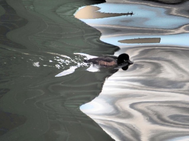 水面のカモ