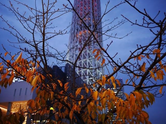 秋の桜とスカイツリー