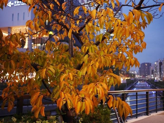 秋桜