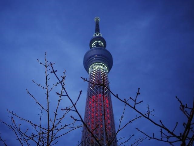 スカイツリーとさくら