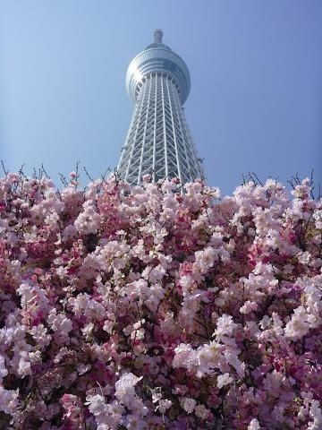 スカイツリーさくら