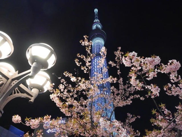 スカイツリーと河津桜