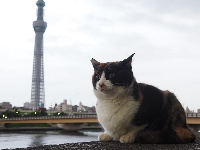 猫とスカイツリー