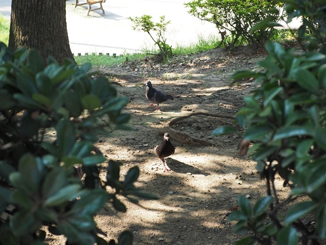 朝の鳩